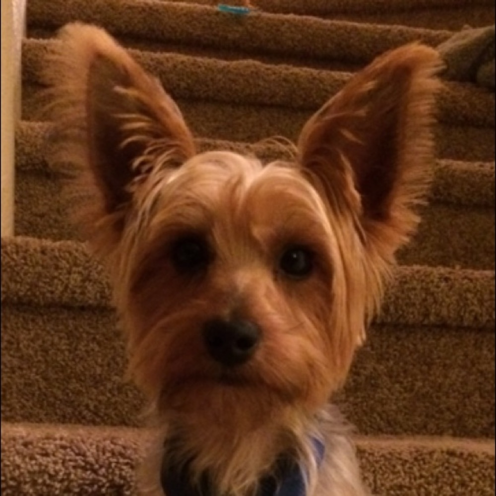 Meet your Posher, Mia